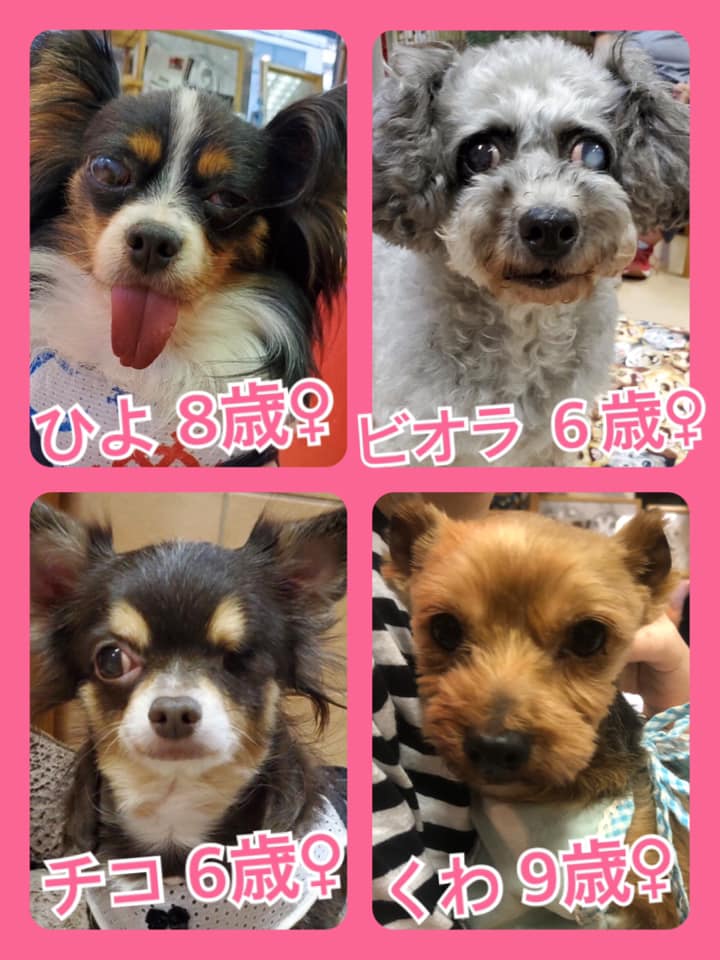 🐾今日の里親様募集中ワンコ🐶メンバーです🐾2020,8,13